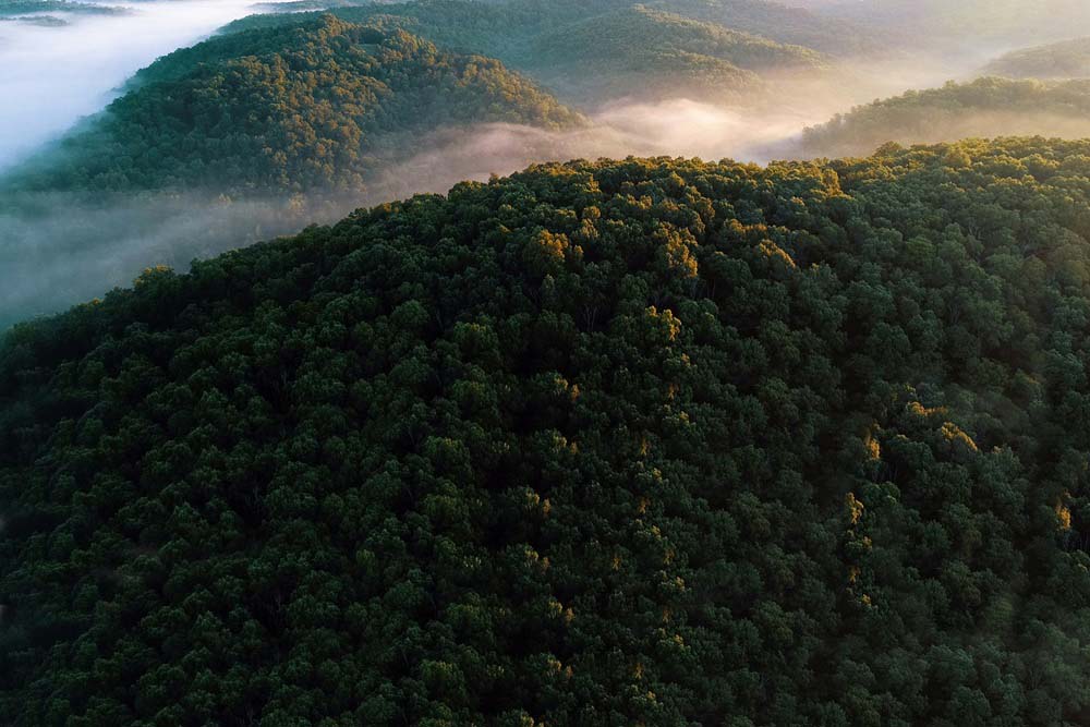 Forest Area Survey, Environmental Conservation Plan Consultant, Bangalore, Karnataka